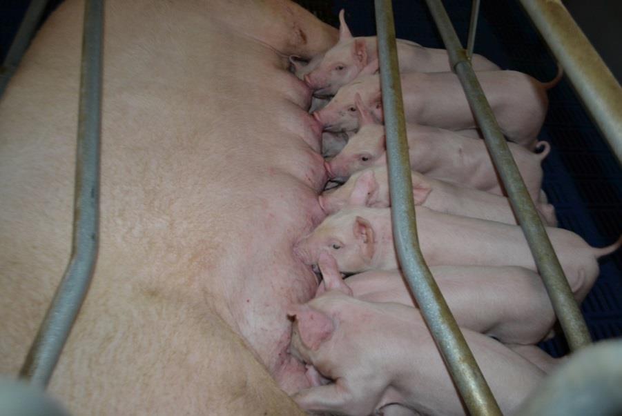 图2 高产母猪